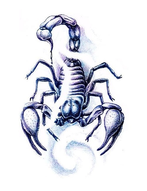 帅气时尚的蝎子纹身手稿