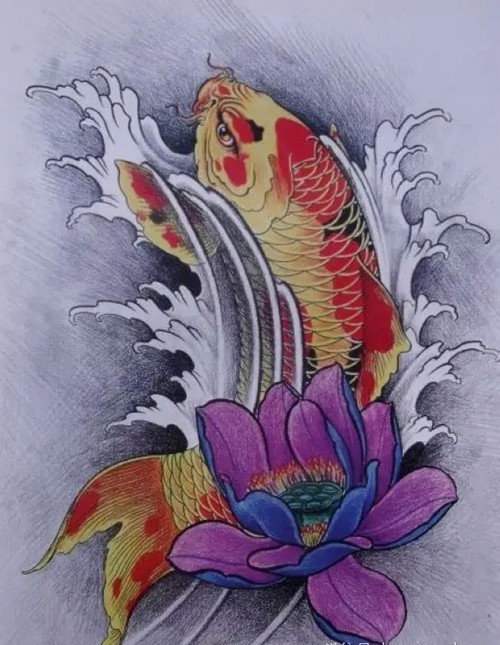 好看的彩色鲤鱼纹身手稿