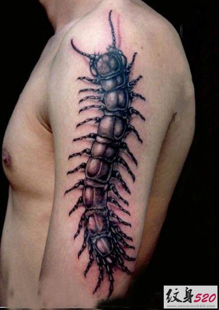 时尚经典的蜈蚣纹身图案大全
