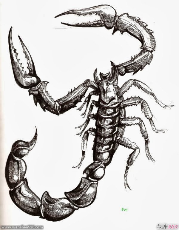 一组黑色图腾蝎子纹身手稿