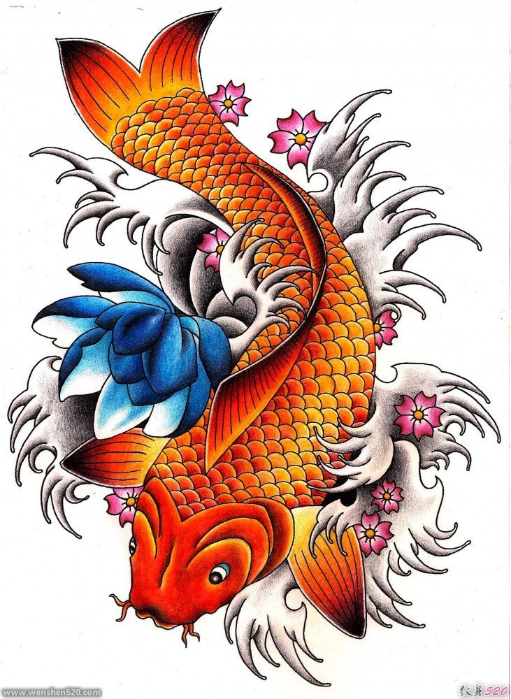 漂亮的彩色鲤鱼纹身图案手稿
