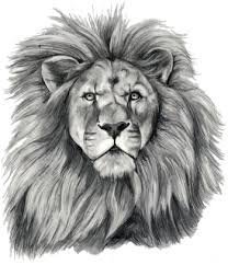 15款多风格狮子图腾纹身图案手稿素材