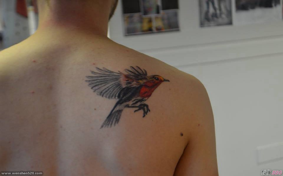 男子右后肩背上飞翔的知更鸟纹身图片
