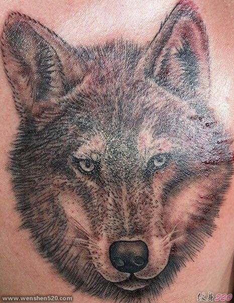 帅气的黑灰色写实风格狼头纹身图片
