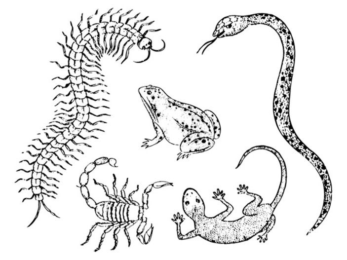 蜈蚣、蝎子、青蛙、蜥蜴、蛇纹身手稿