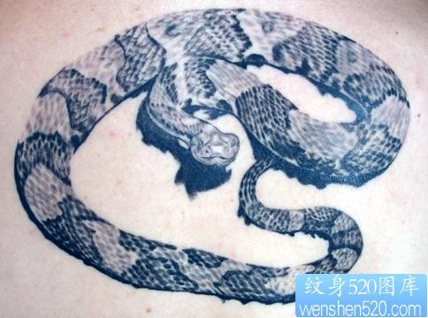 男生纹身图片―逼真写实蛇纹身图片