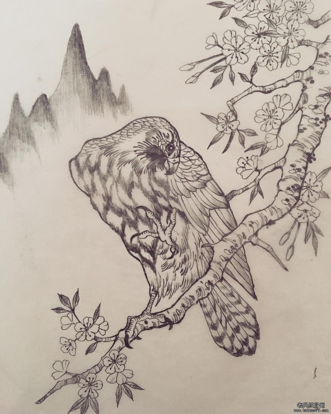 传统老鹰站在桃花枝上纹身图案手稿