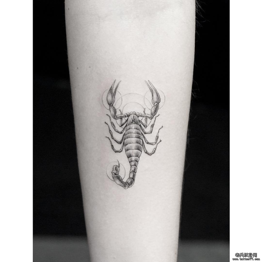 小臂欧美精美的蝎子纹身图案