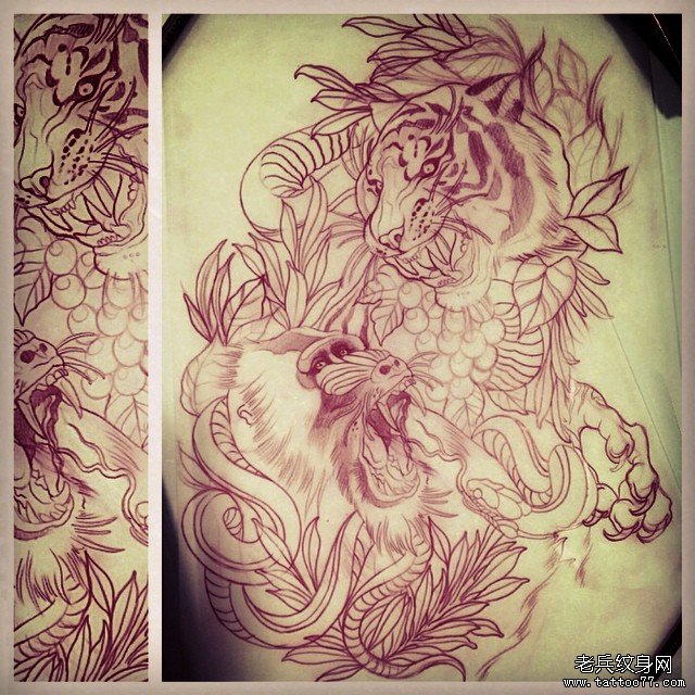 欧美老虎猩猩蛇纹身图案手稿