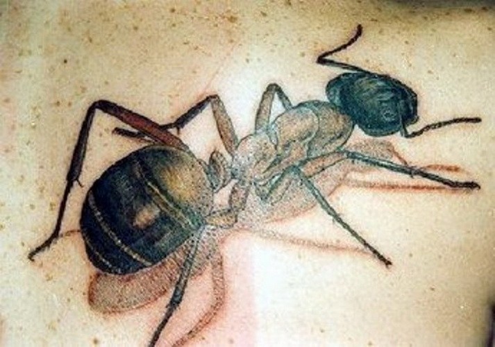 背部逼真的彩色3D蚂蚁纹身图案