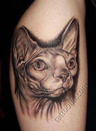 手臂自然逼真的五毛猫纹身图案