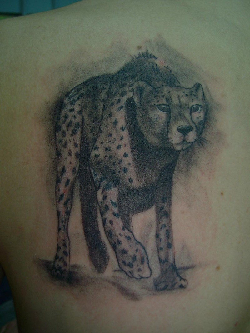 背部惊人的灰色猎豹纹身图案