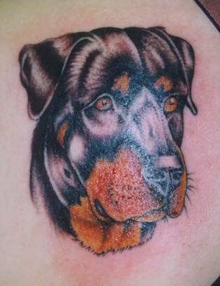 罗威纳犬头像彩色纹身图案