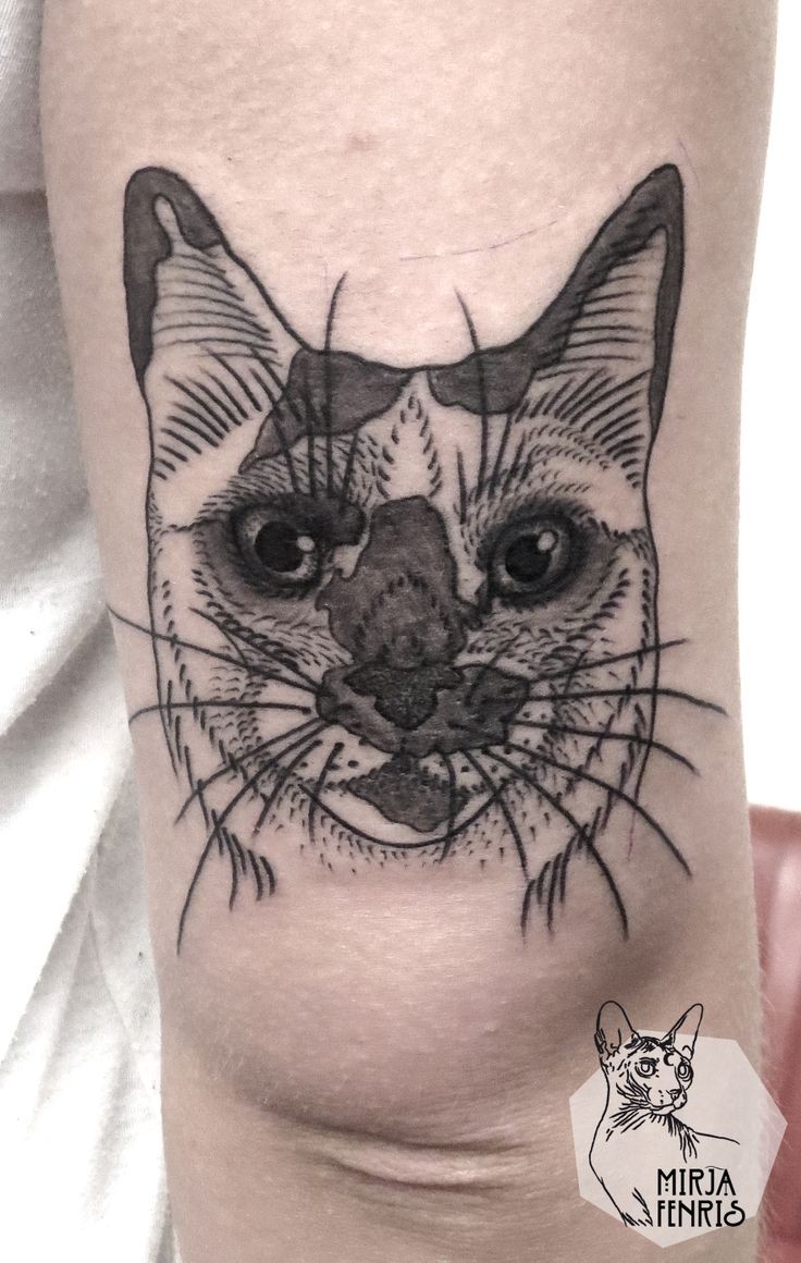黑色线条不寻常的猫手臂纹身图案