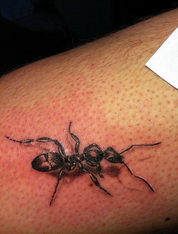 写实的黑色蚂蚁腿部纹身图案