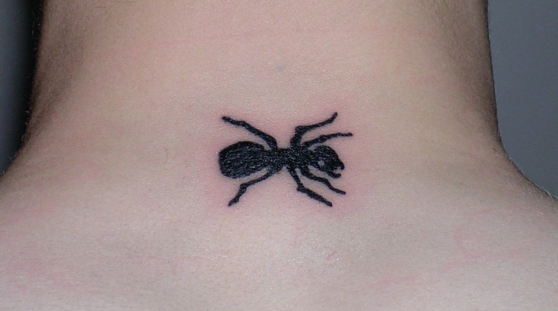 小小的简单黑色蚂蚁脖子纹身图案