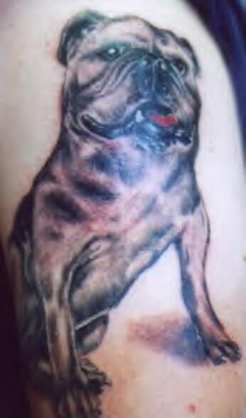 一只法斗犬彩色纹身图案