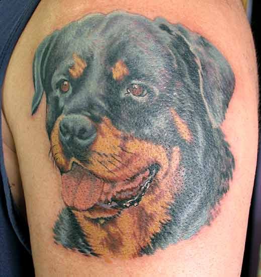 手臂炫彩的罗威纳犬写实纹身图案
