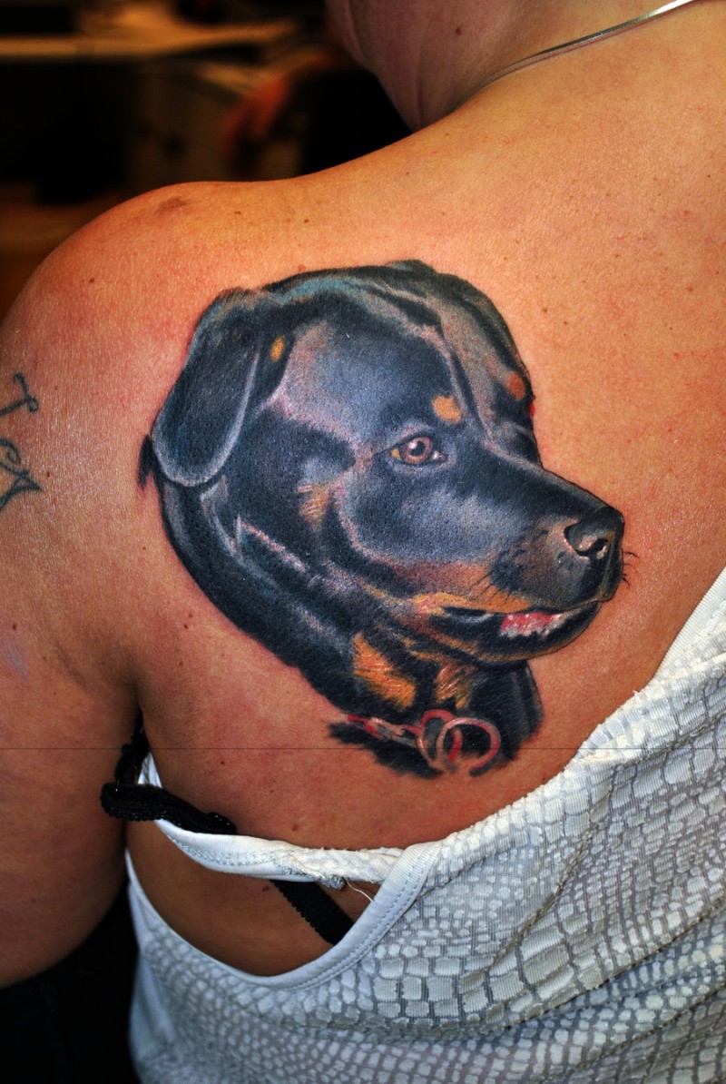 背部可爱逼真的彩色墨罗威纳犬纹身图案