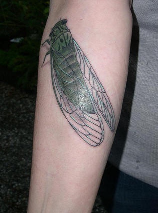 手臂写实逼真的绿色蝉纹身图案