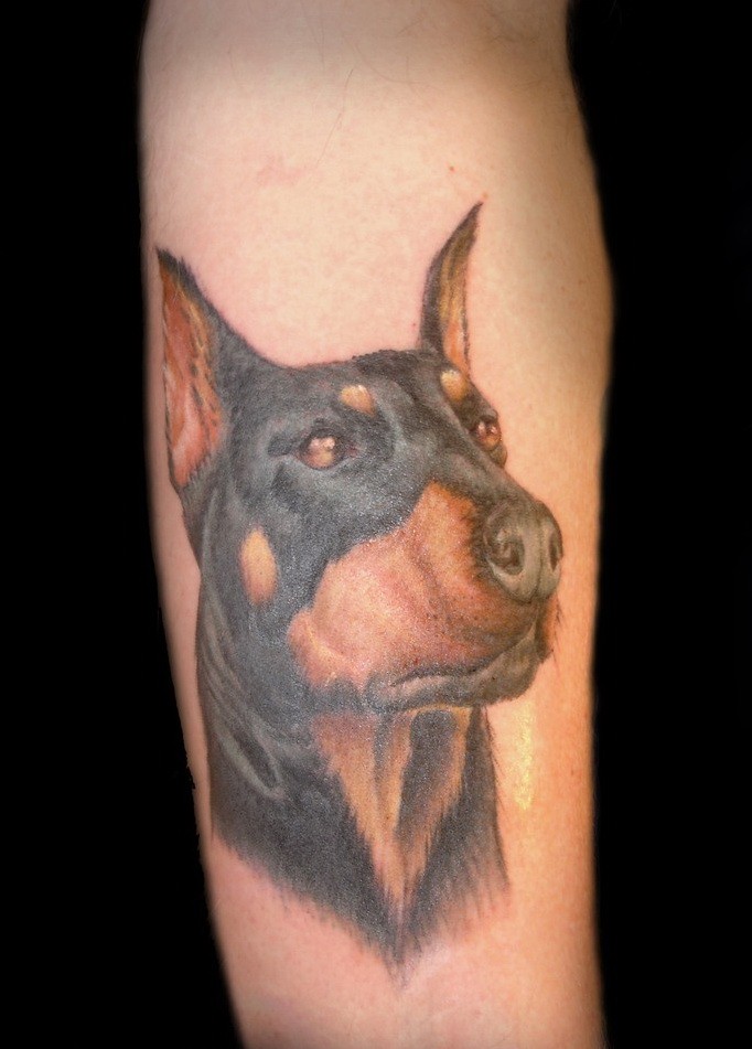 手臂逼真的彩色杜宾犬头纹身图案