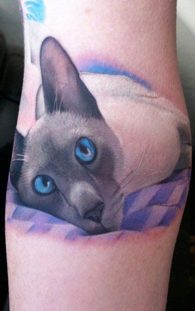 美丽的猫与蓝色眼睛纹身图案