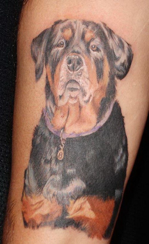 手臂丰富多彩的罗威纳犬纹身图案