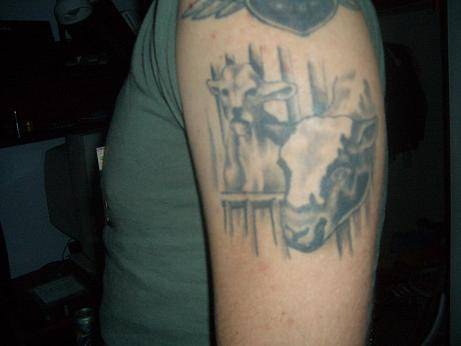 手臂上的写实公牛纹身图案