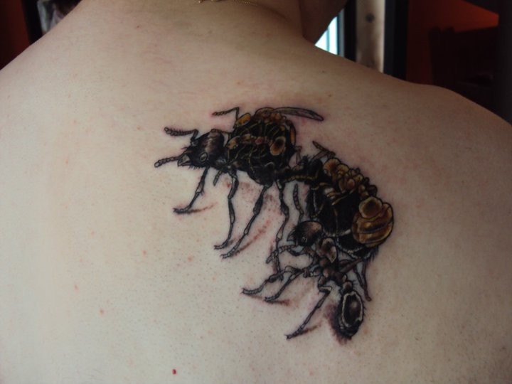 背部写实的黑色和棕色蚂蚁纹身图案