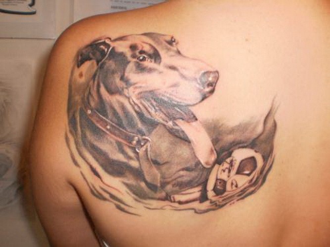 背部美丽的灰色杜宾犬玩球纹身图案
