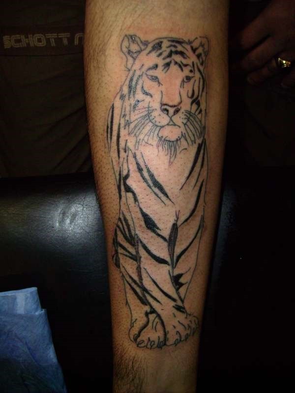 小臂罕见的白虎个性纹身图案
