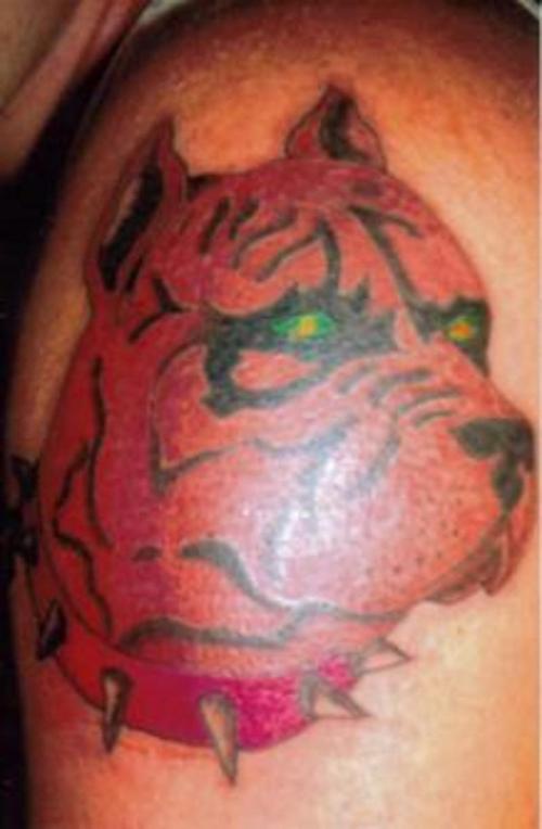红色的斗牛犬和尖刺项圈纹身图案