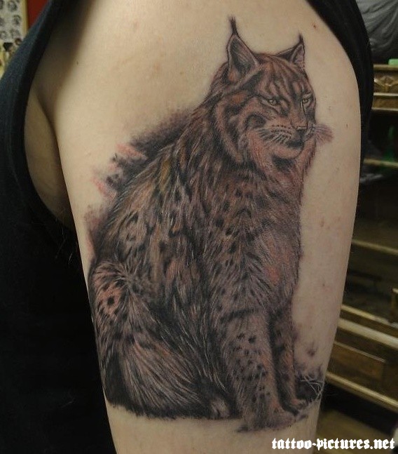 手臂逼真的野猫纹身图案