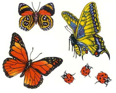 漂亮的彩色蝴蝶和甲虫纹身图案手稿