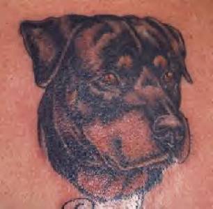 罗威纳犬头像纹身图案
