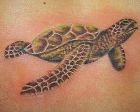 肩部彩色逼真的海龟纹身图案