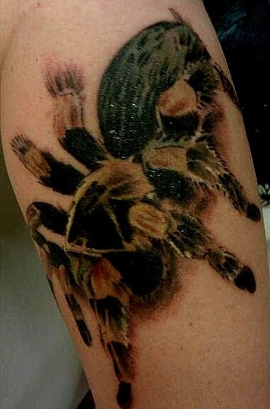 逼真的彩绘毛蛛蜘蛛纹身图案
