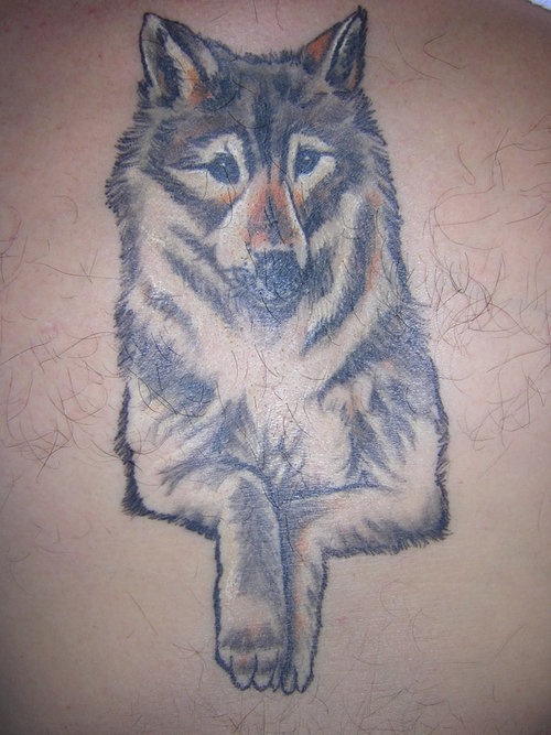 背部彩色逼真的灰狼纹身图案