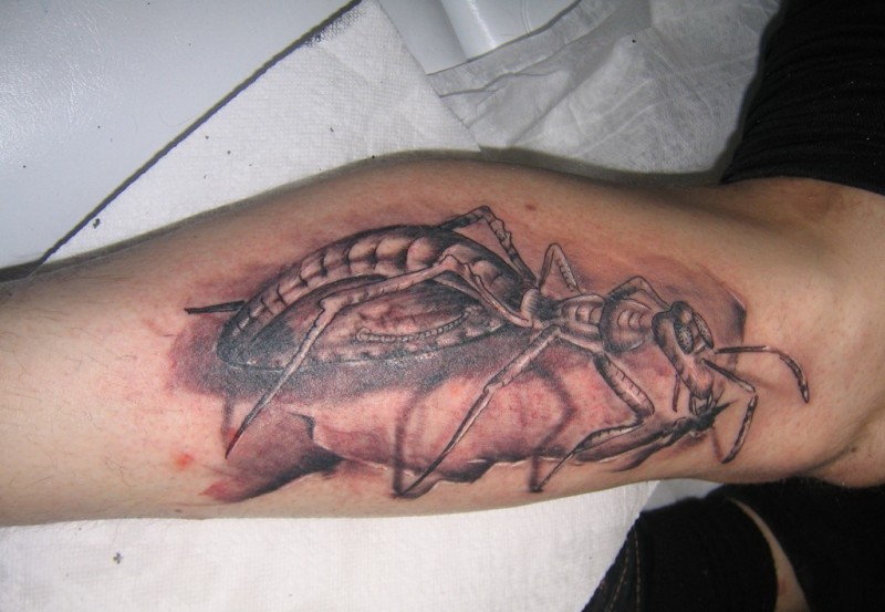 手臂逼真的巨大蚂蚁纹身图案