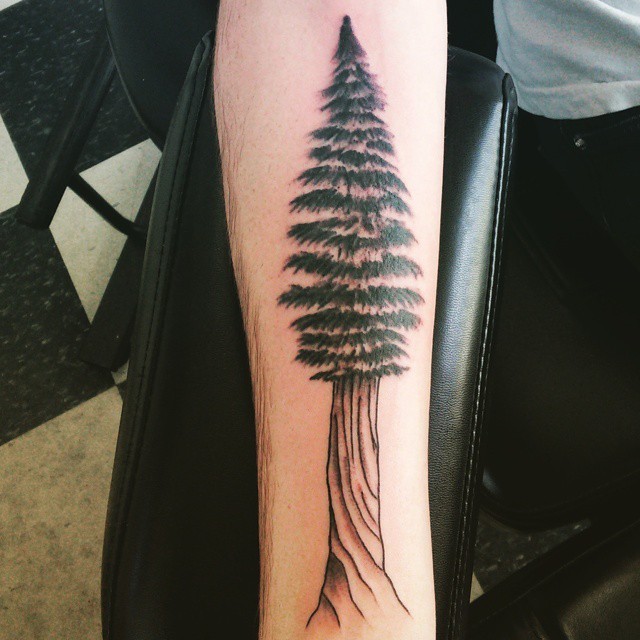 手臂灰色简单的大松树纹身图片