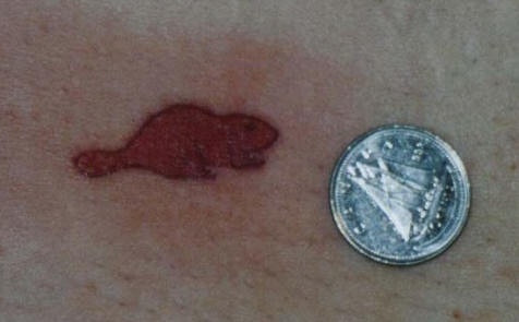 手臂简约小红色海狸纹身图片