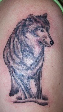 肩部棕色漂亮的狼纹身图案