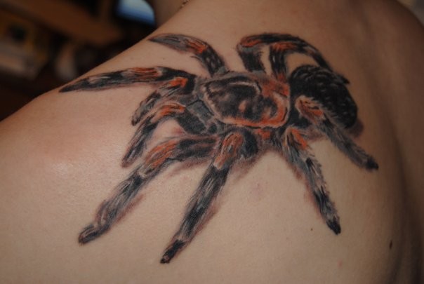 肩部写实彩色毛绒蜘蛛纹身图案