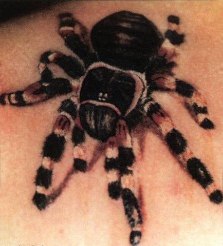 肩部写实的狼蛛蜘蛛纹身图案