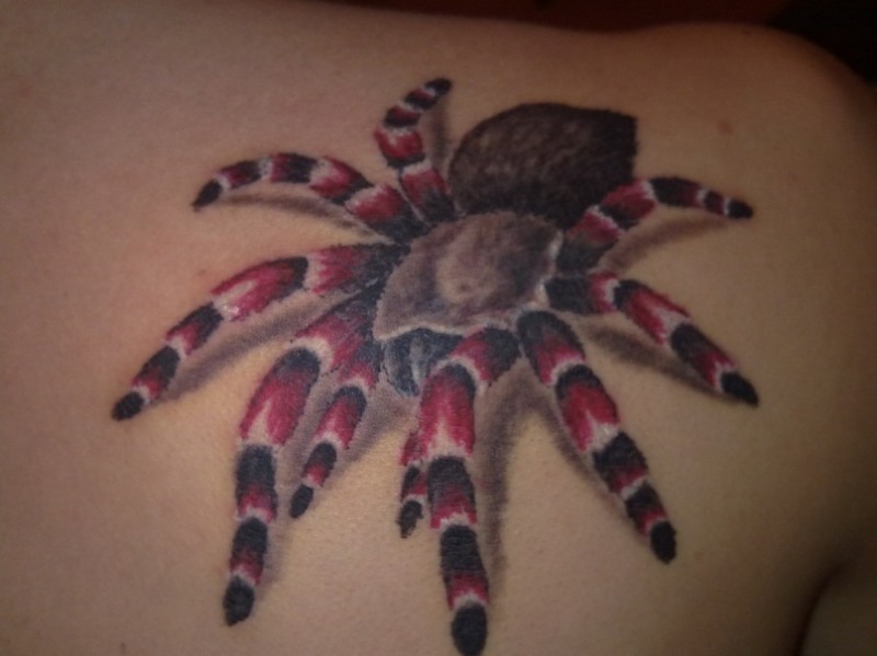 肩部彩色红腿毛蜘蛛纹身图案