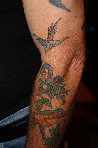 手臂彩色鸟和蛇oldschool纹身