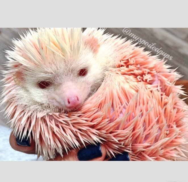 14款风格各异的彩色纹身动物小刺猬纹身图案