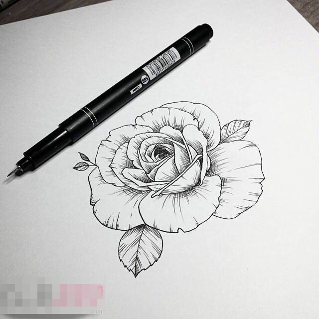 唯美的黑色简单线条植物素材玫瑰纹身手稿