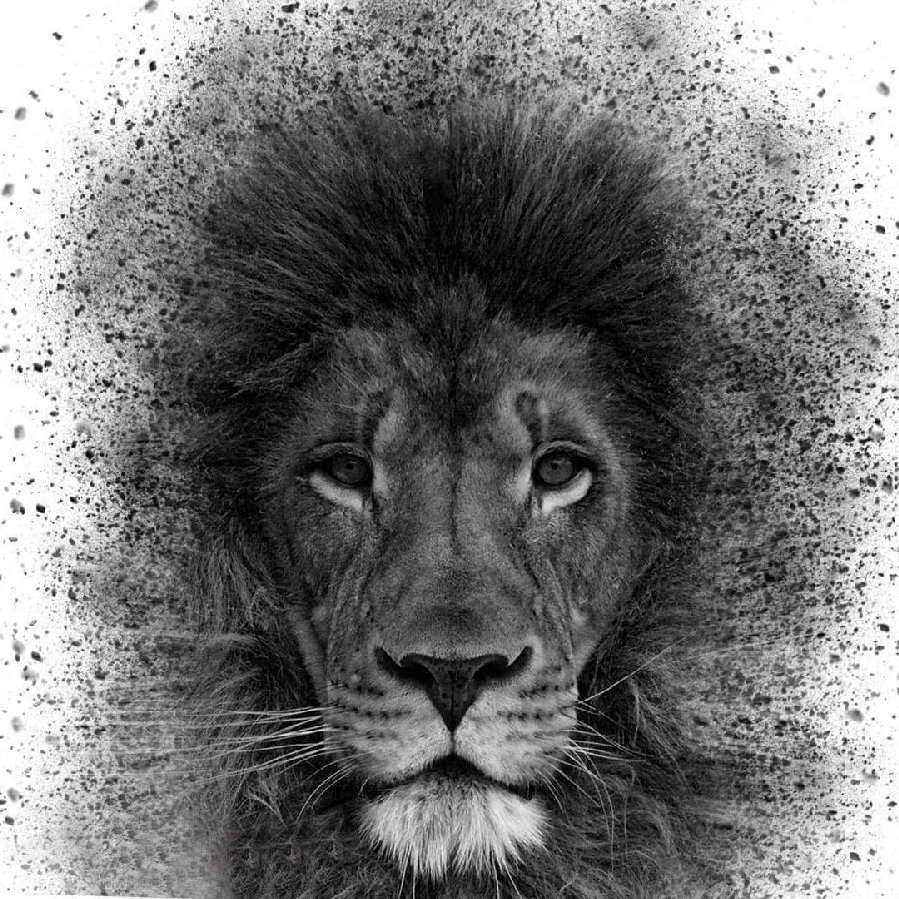 霸气的黑色点刺小动物狮子纹身手稿