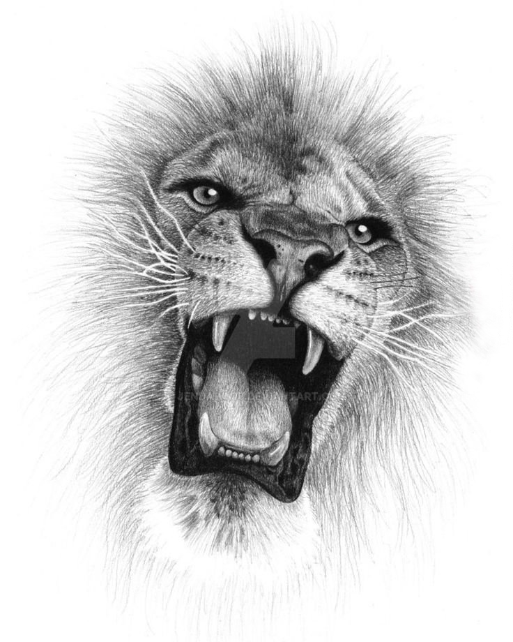 狮子头纹身手稿 黑灰纹身狮子头纹身手稿